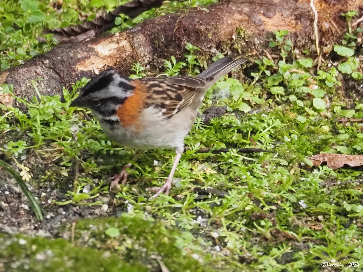 Rufous-collared Sparrow (Rufous-collared) - ML616459337