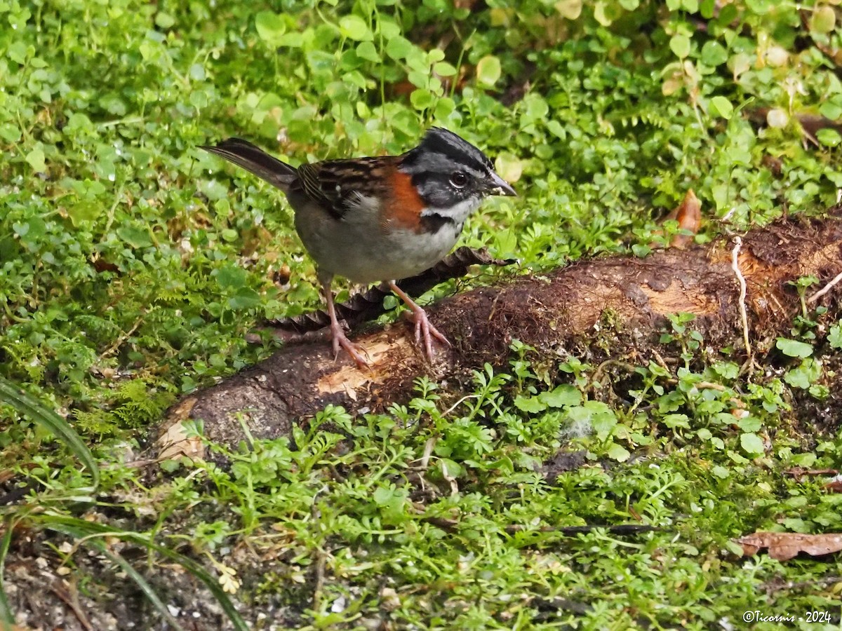 Rufous-collared Sparrow (Rufous-collared) - ML616459338