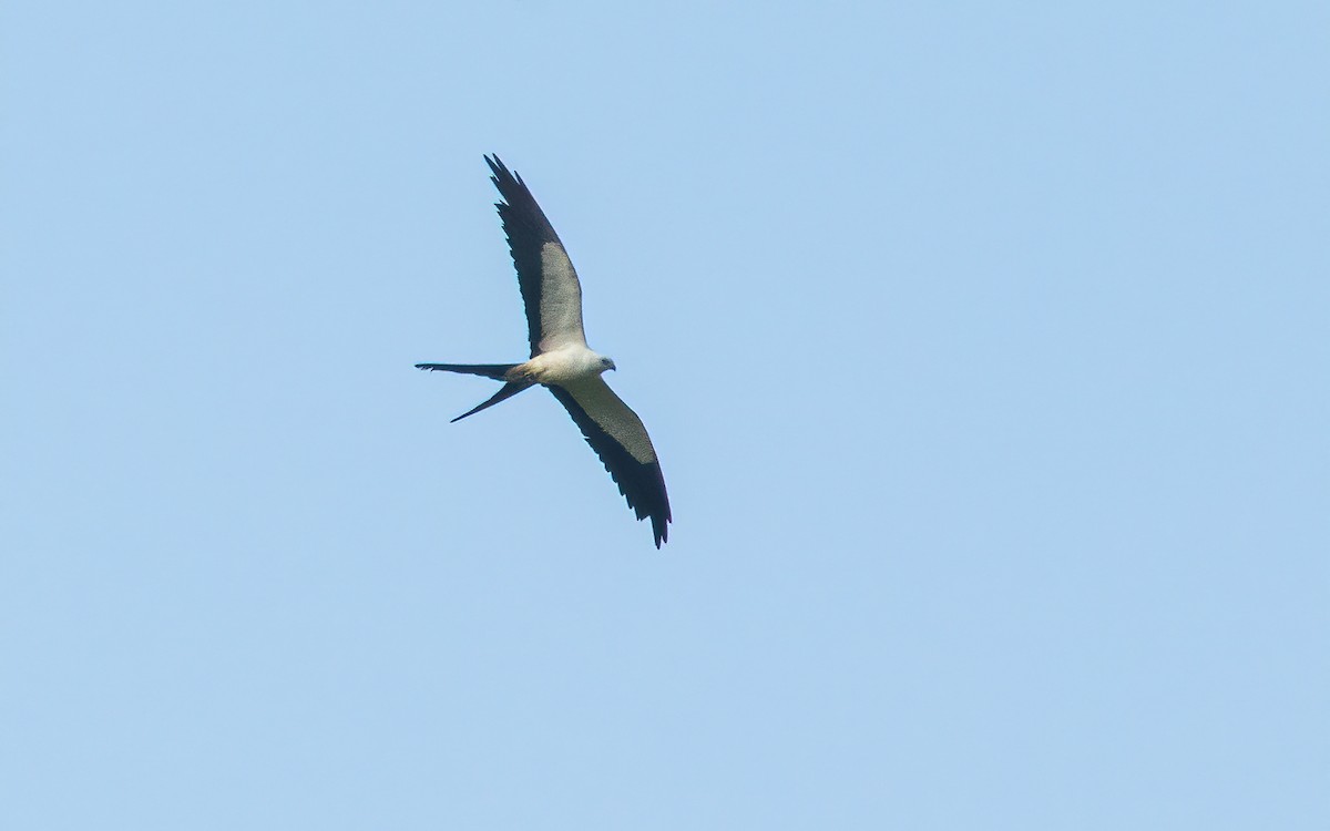 Swallow-tailed Kite - David Monroy Rengifo