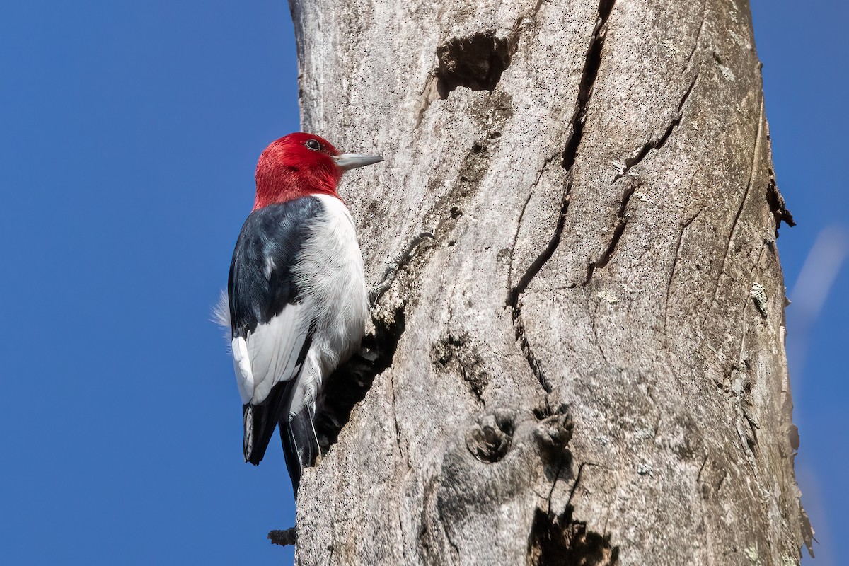 Red-headed Woodpecker - ML616459350