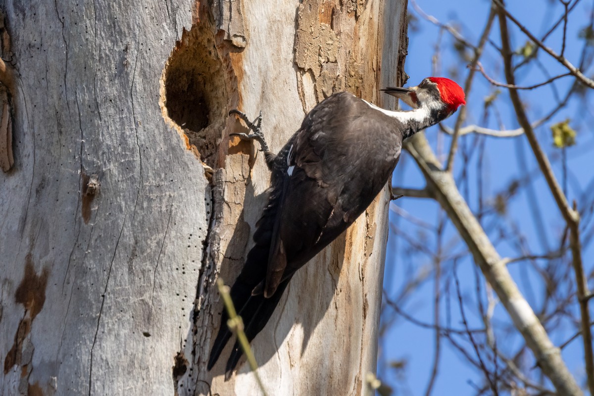 Pileated Woodpecker - ML616459384