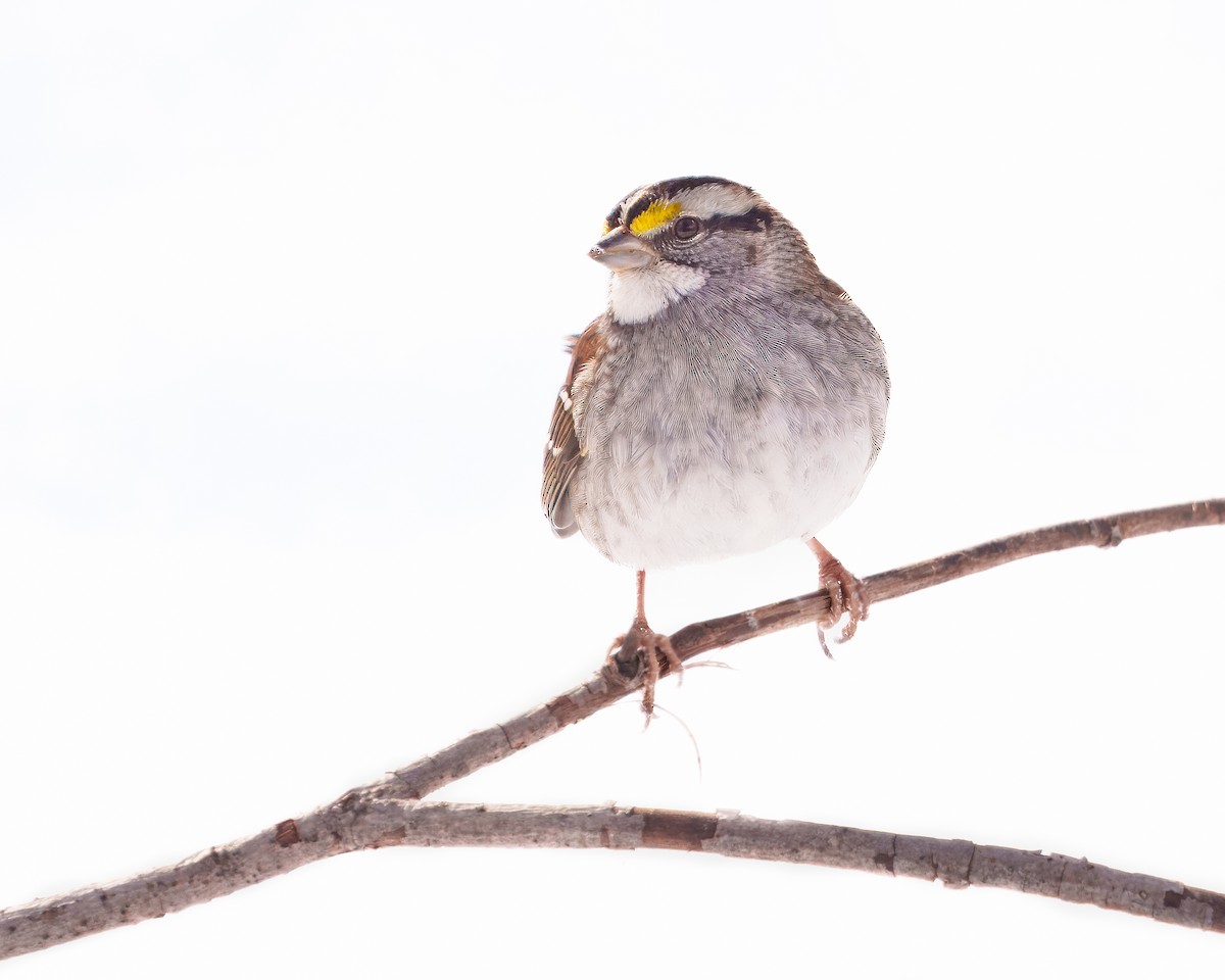 White-throated Sparrow - ML616459420