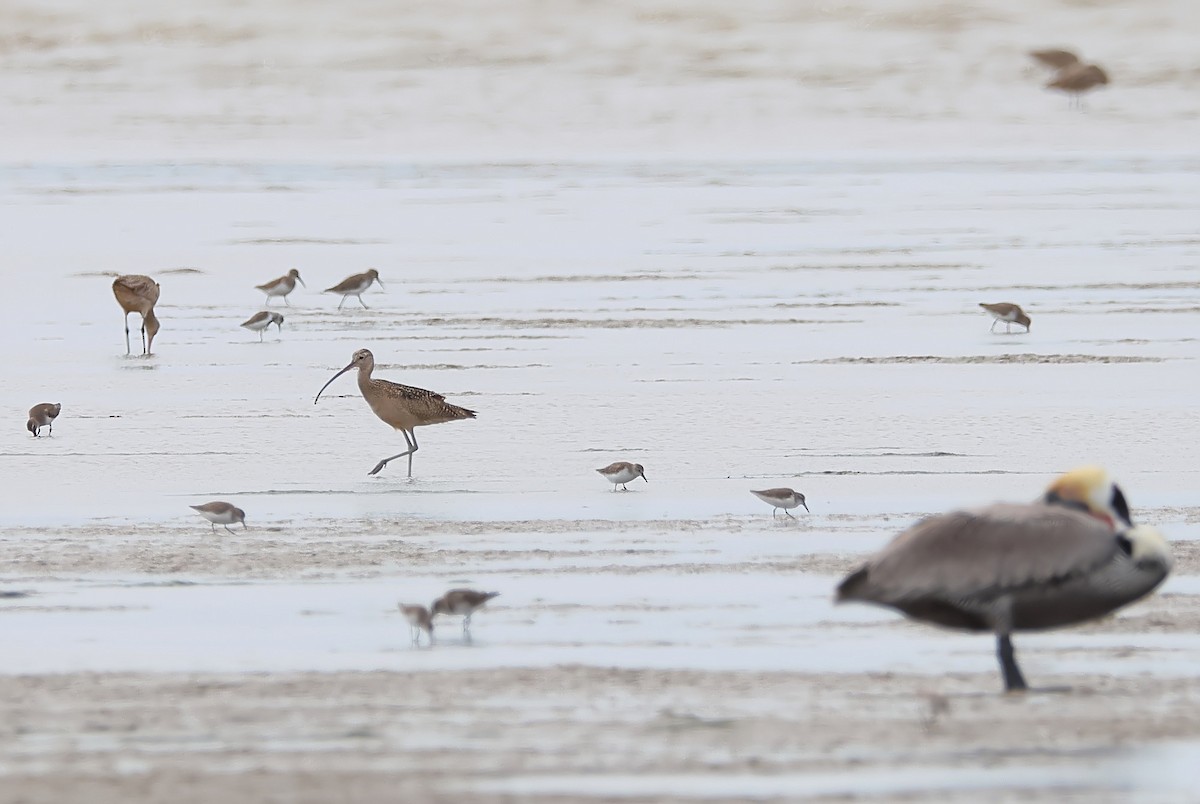 Long-billed Curlew - ML616459507