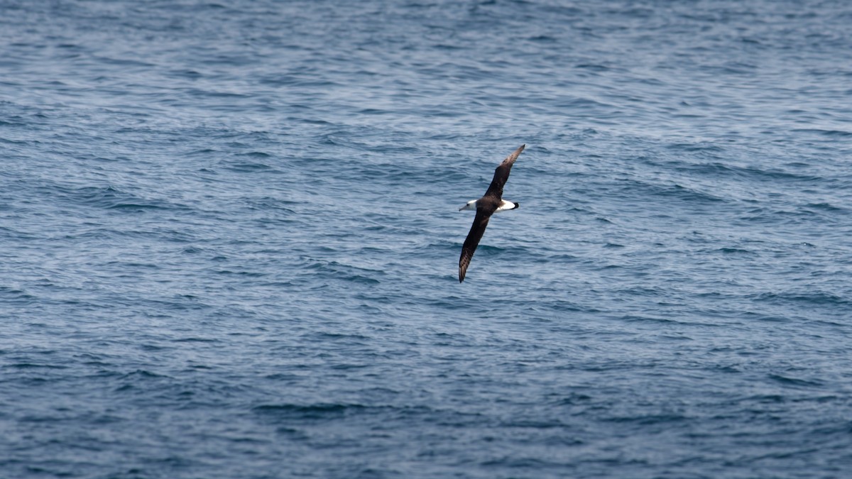 Laysan Albatross - ML616459701
