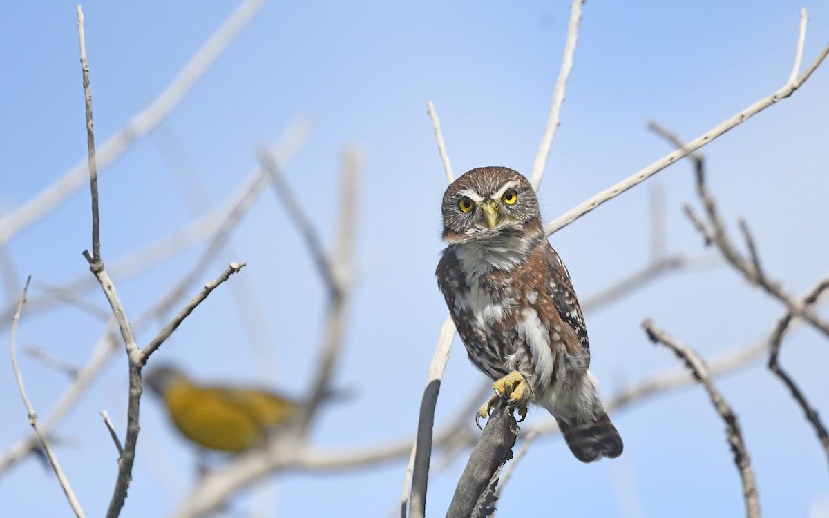 Austral Pygmy-Owl - ML616459715
