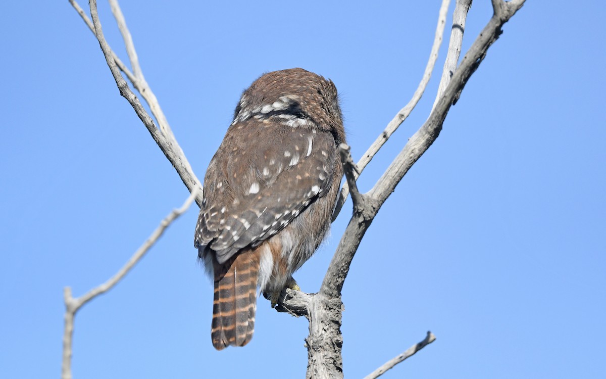 Austral Pygmy-Owl - ML616459717