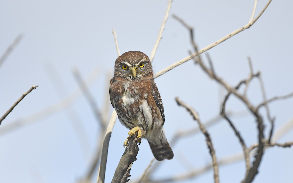 Austral Pygmy-Owl - Christoph Moning