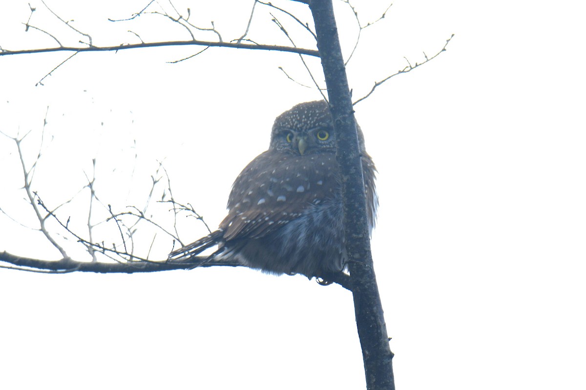 Northern Pygmy-Owl - ML616459922