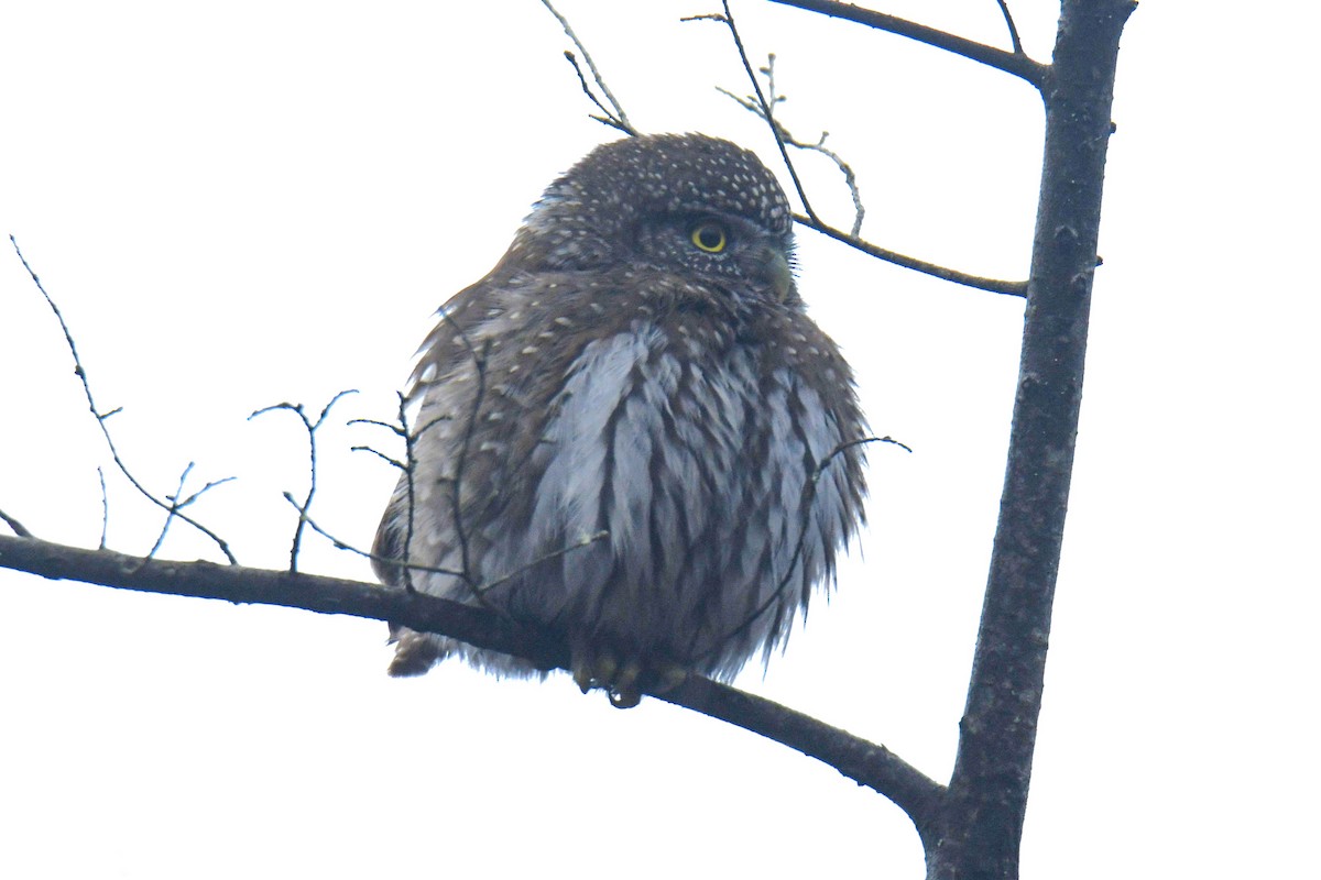 Northern Pygmy-Owl - ML616459923