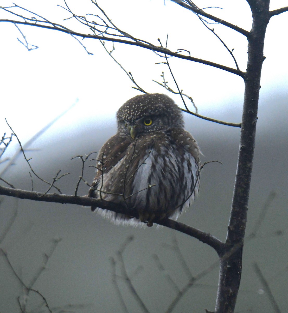 Northern Pygmy-Owl - Mark Walton