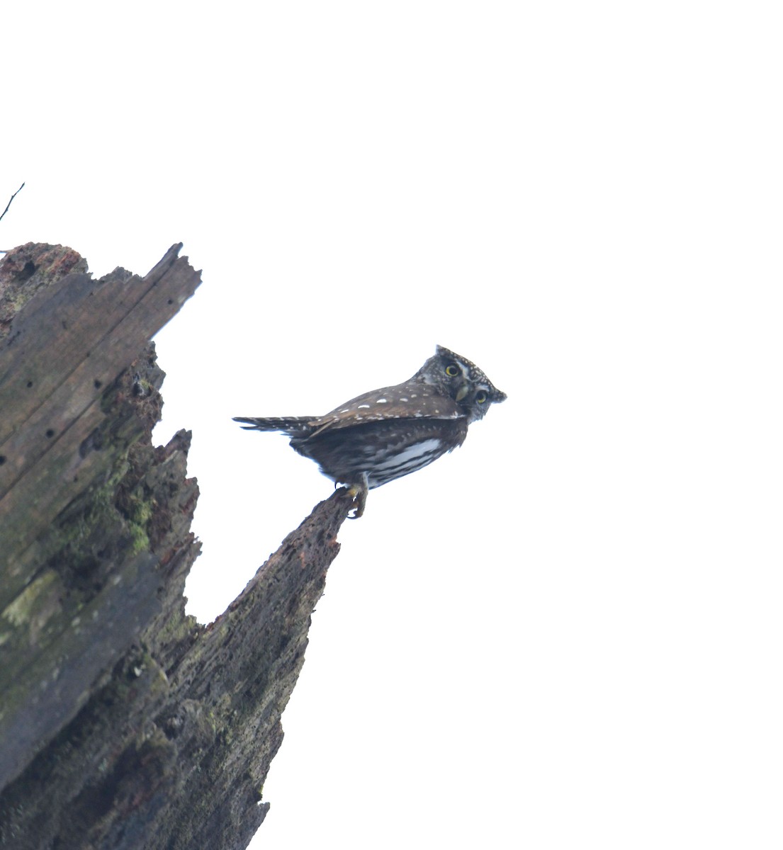Northern Pygmy-Owl - ML616459926