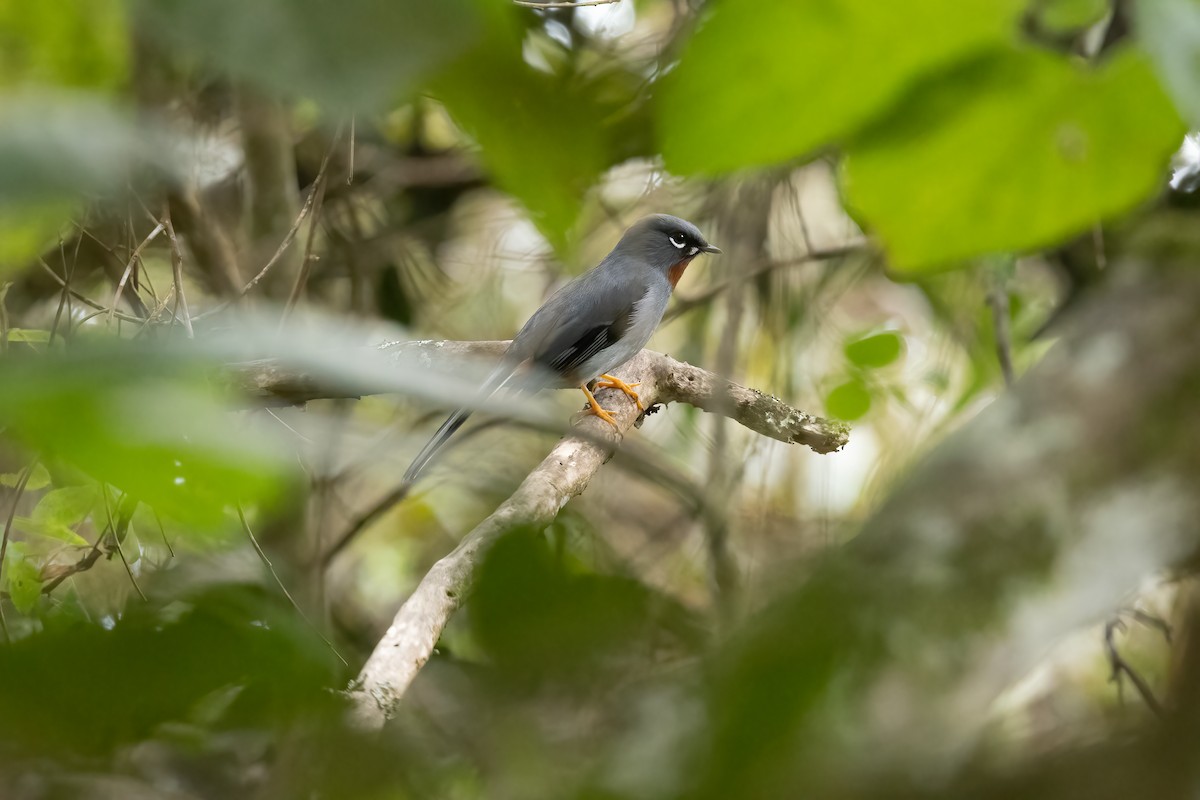 Rufous-throated Solitaire - ML616459987