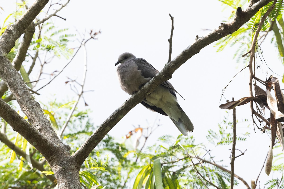 Ring-tailed Pigeon - ML616459988