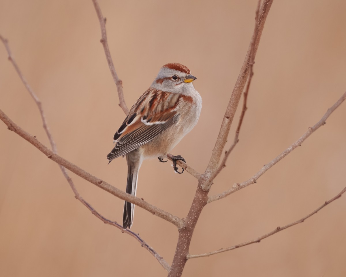 American Tree Sparrow - Susan Logan Ward