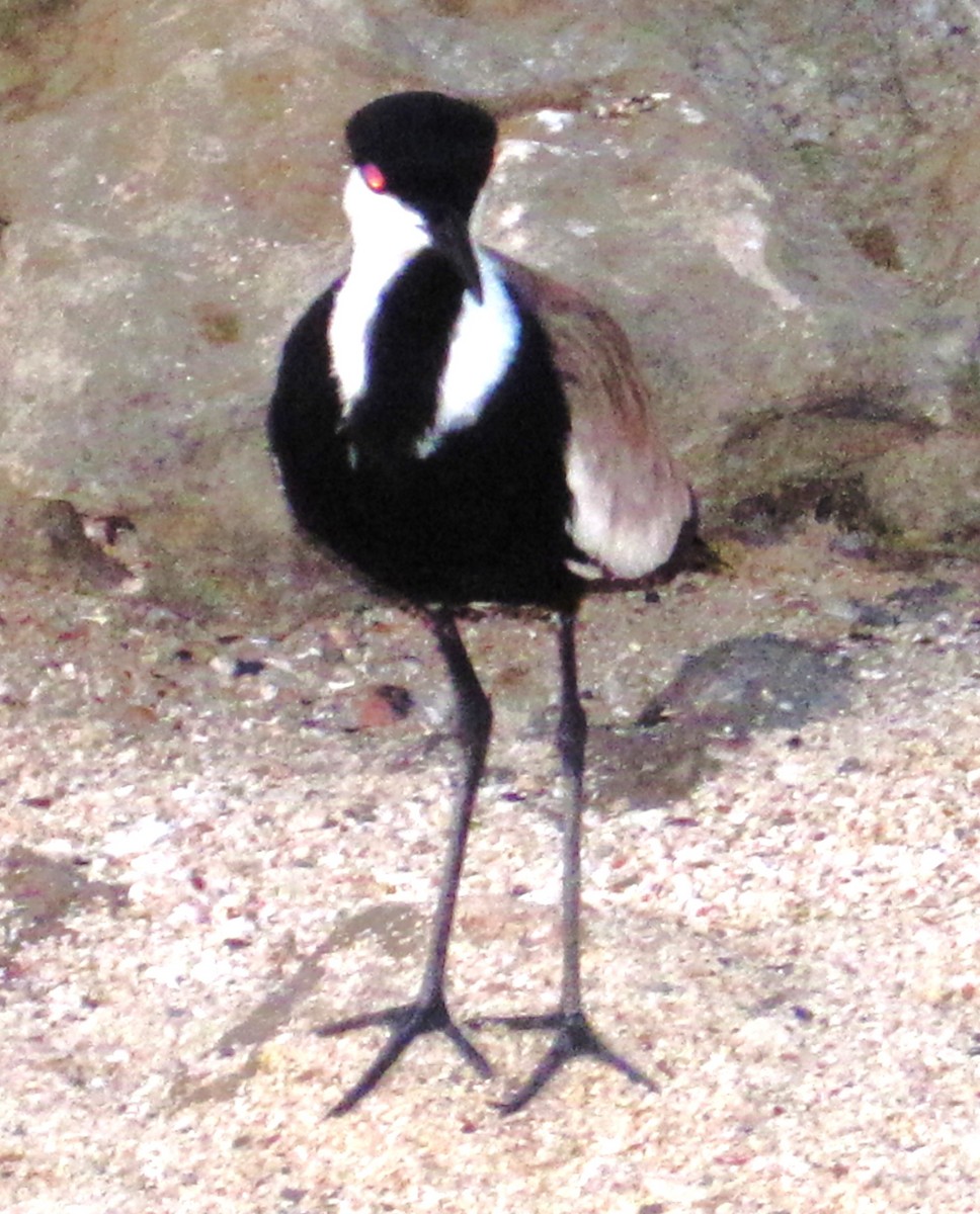 Spur-winged Lapwing - ML616460008