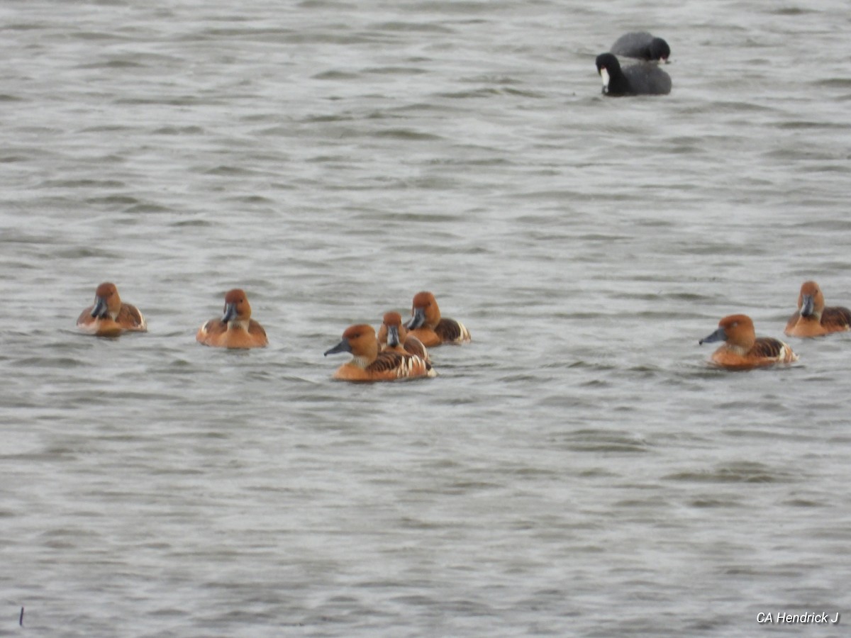 Fulvous Whistling-Duck - ML616460212