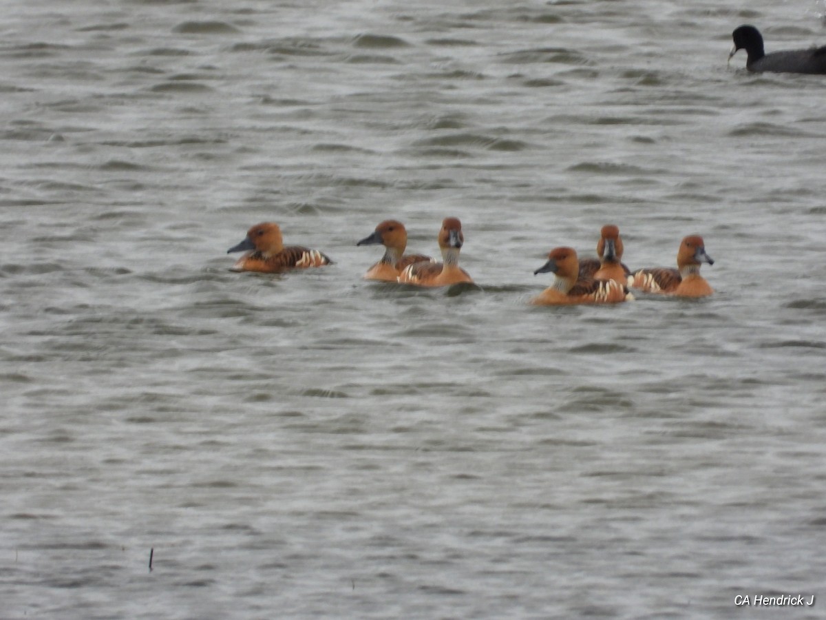 Fulvous Whistling-Duck - ML616460213