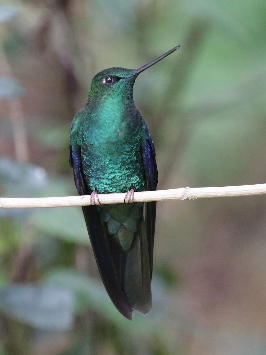kolibřík modrokřídlý - ML616460364