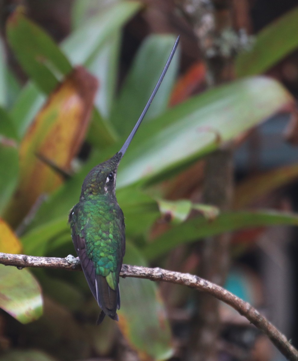 Sword-billed Hummingbird - ML616460385