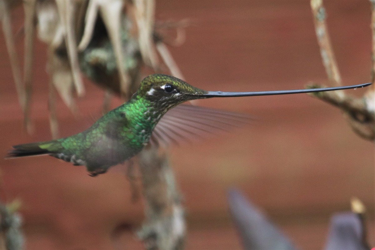 Sword-billed Hummingbird - Ken McKenna
