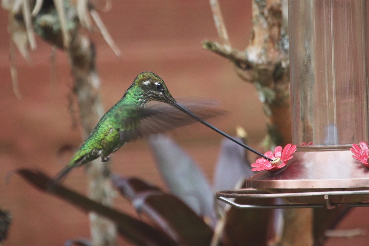 Sword-billed Hummingbird - ML616460388