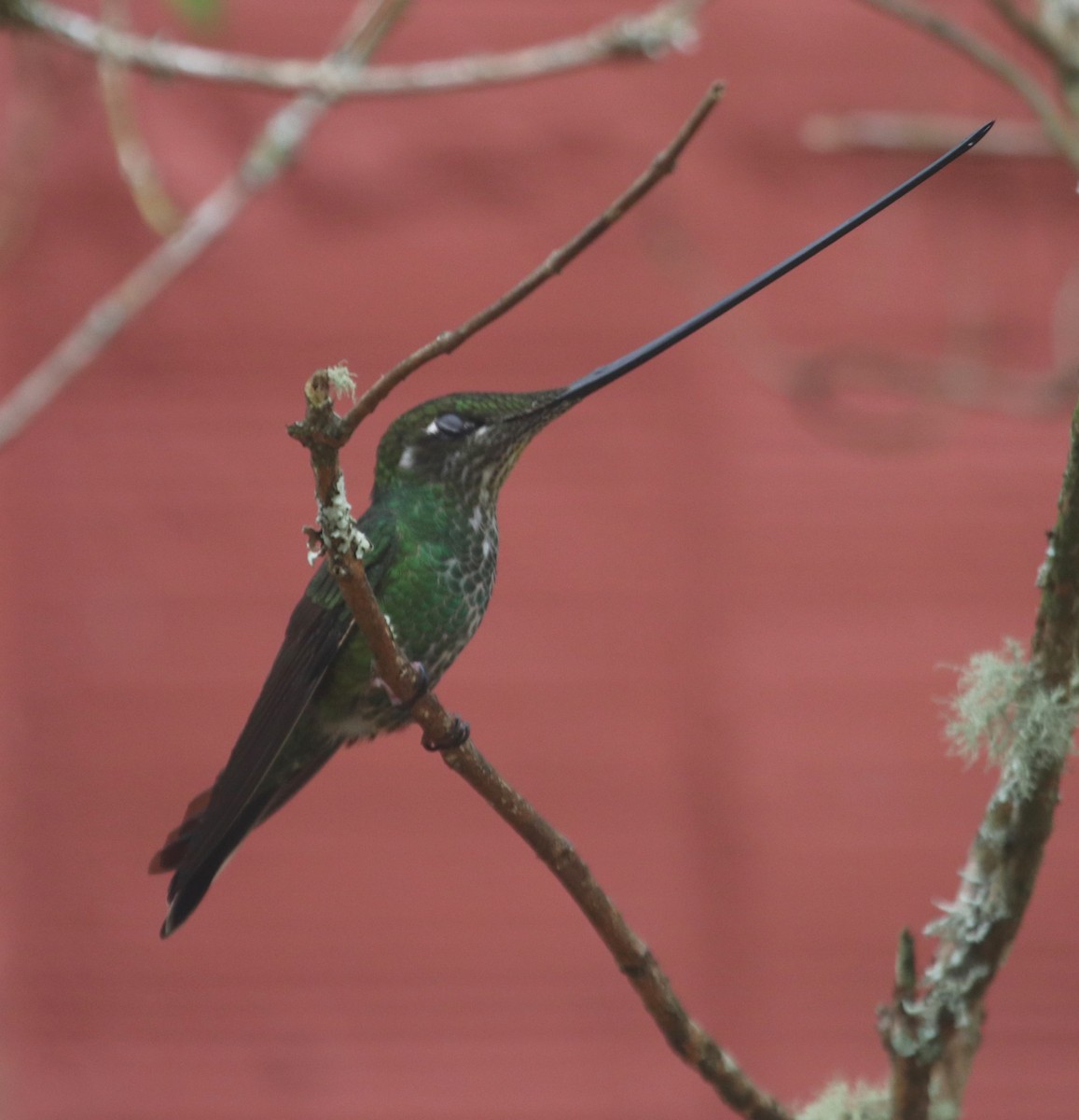 Sword-billed Hummingbird - Ken McKenna