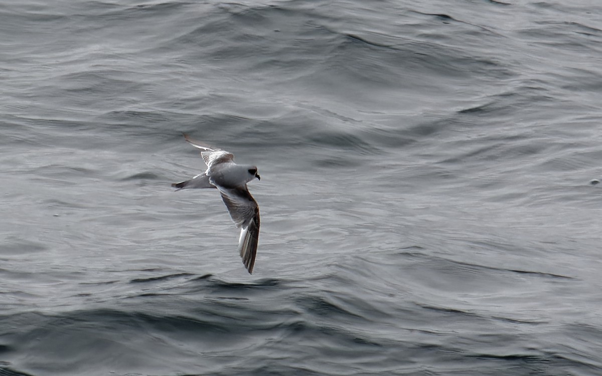 Fork-tailed Storm-Petrel - ML616460393