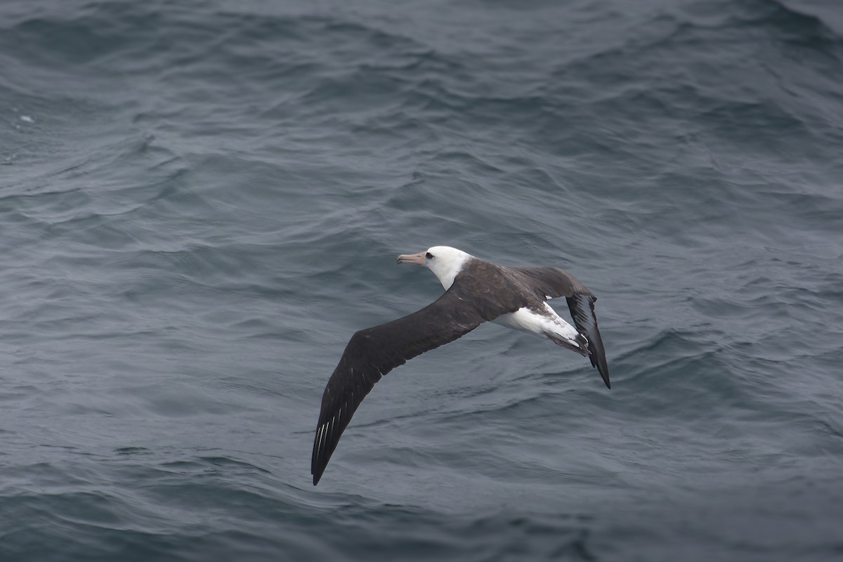 Laysan Albatross - ML616460769