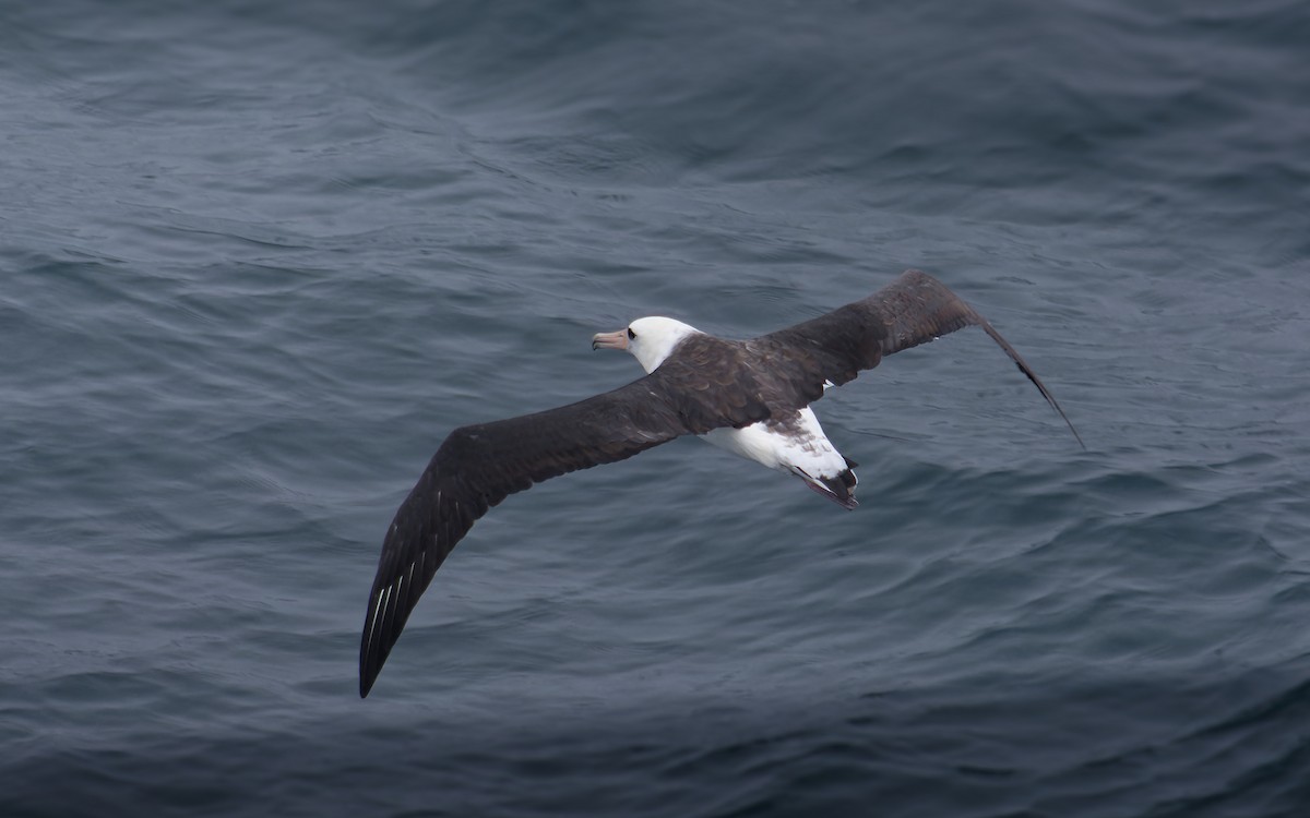 Laysan Albatross - ML616460770