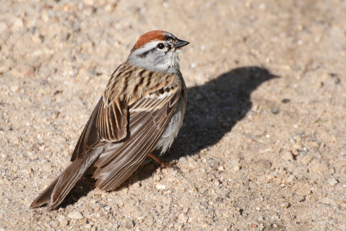 Chipping Sparrow - Will Brooks