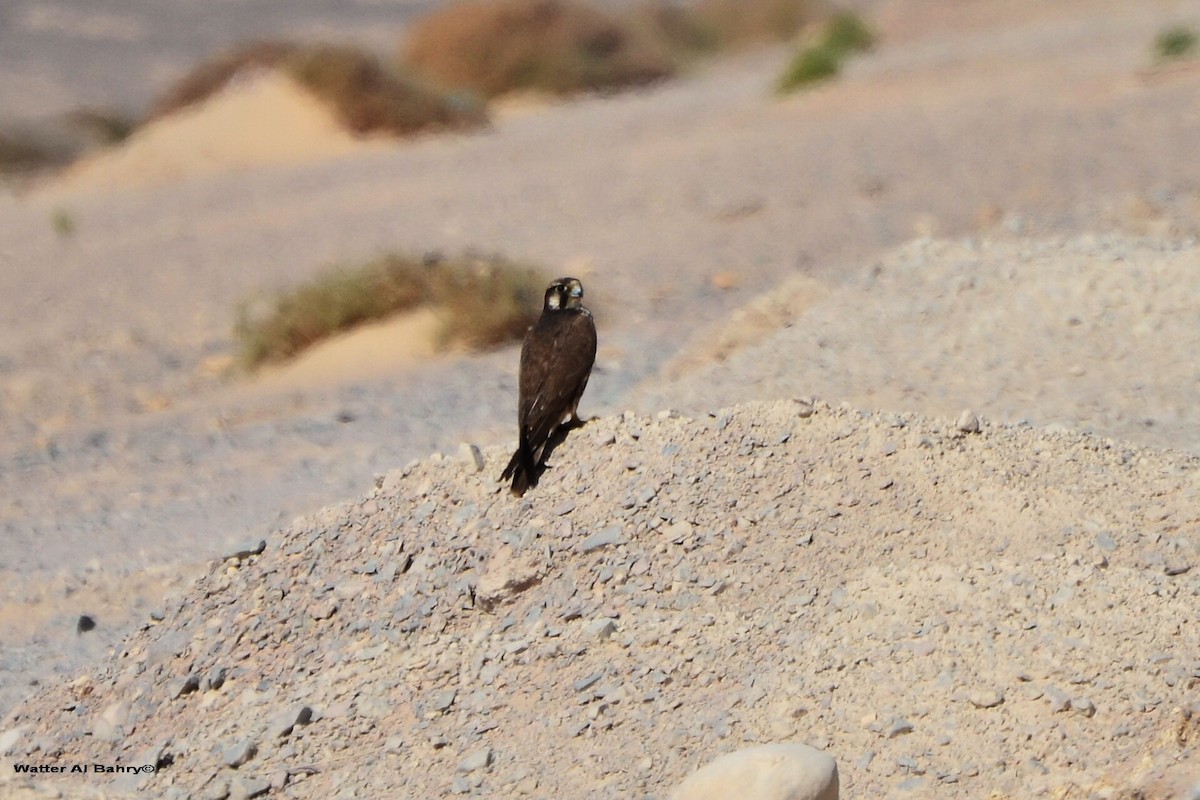 Lanner Falcon - Watter AlBahry