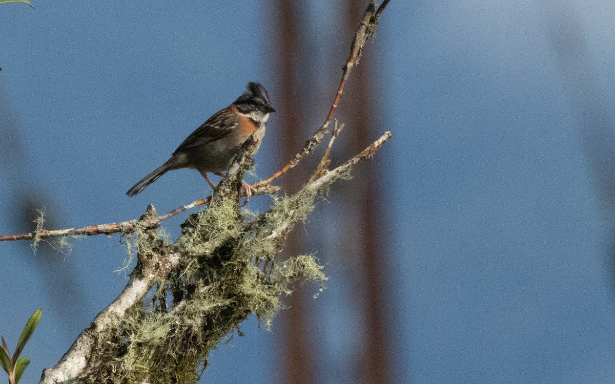 Rufous-collared Sparrow - ML616460968