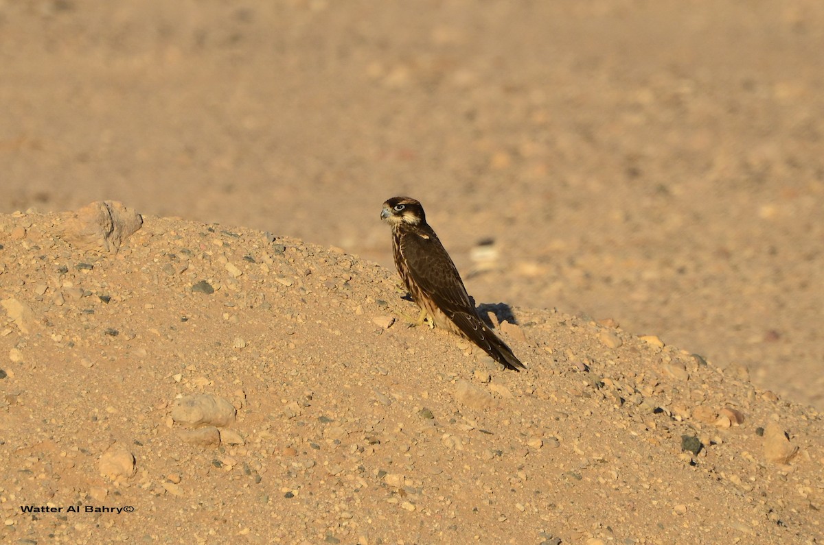 Lanner Falcon - Watter AlBahry