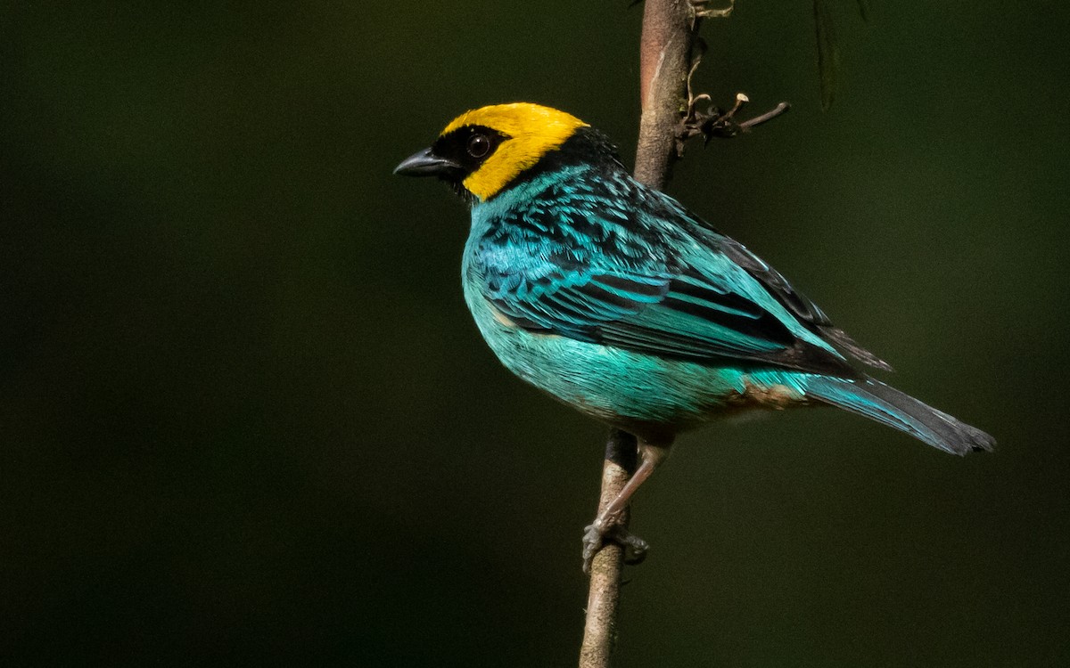 Saffron-crowned Tanager - ML616460984