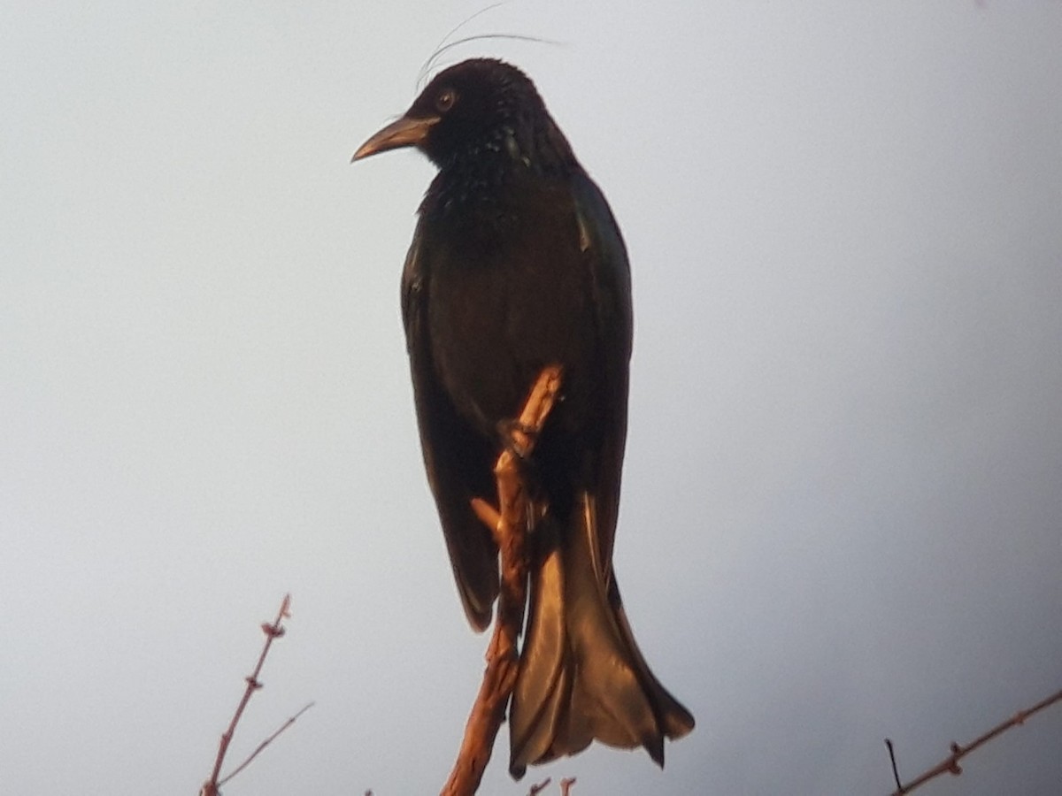 Hair-crested Drongo - ML616461023