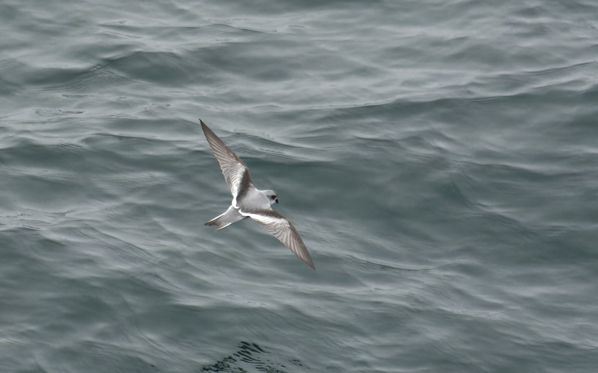 Fork-tailed Storm-Petrel - ML616461047