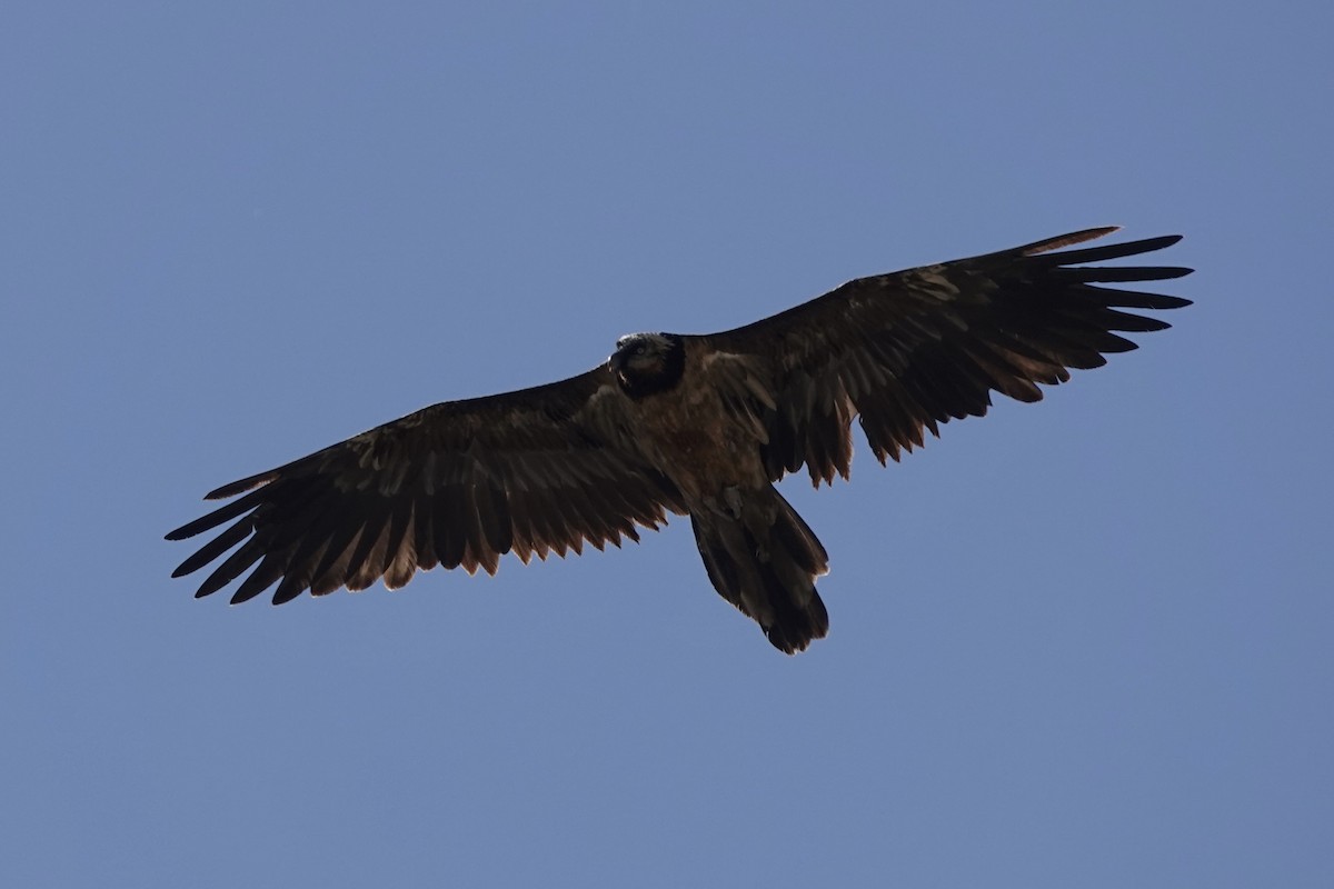 Bearded Vulture - ML616461097