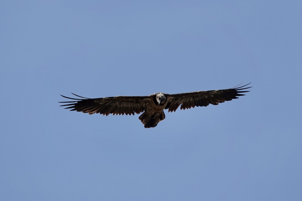 Bearded Vulture - ML616461098