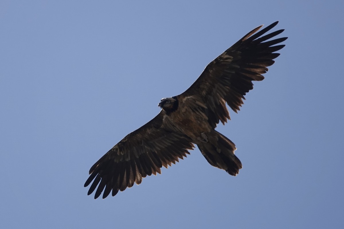 Bearded Vulture - ML616461100