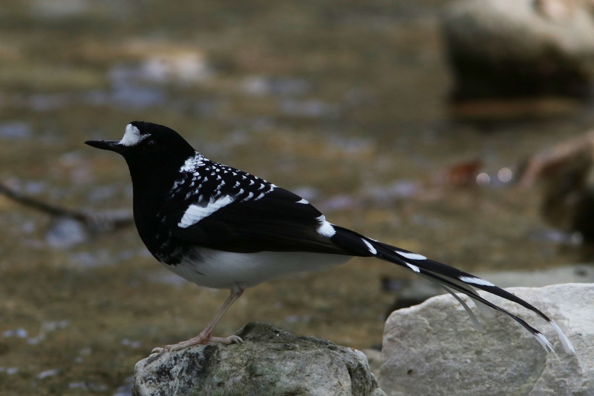 Spotted Forktail - ML616461145