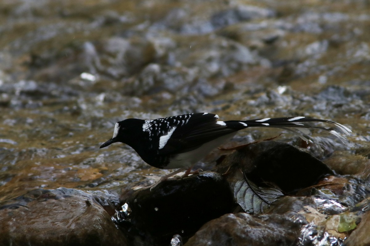 Spotted Forktail - ML616461146