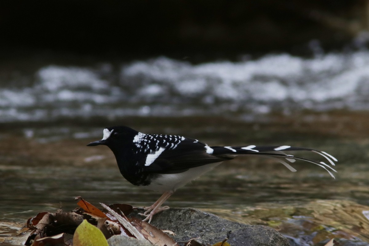 Spotted Forktail - ML616461147