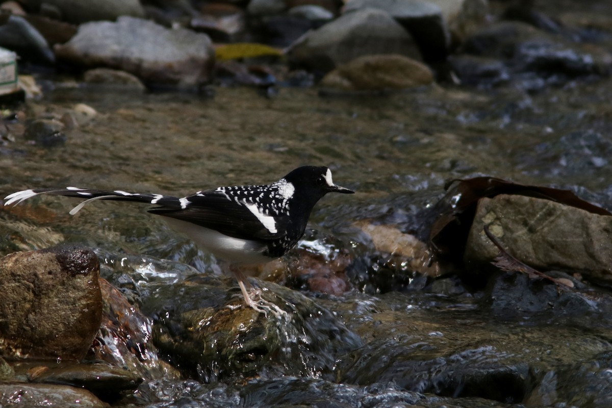 Spotted Forktail - ML616461148