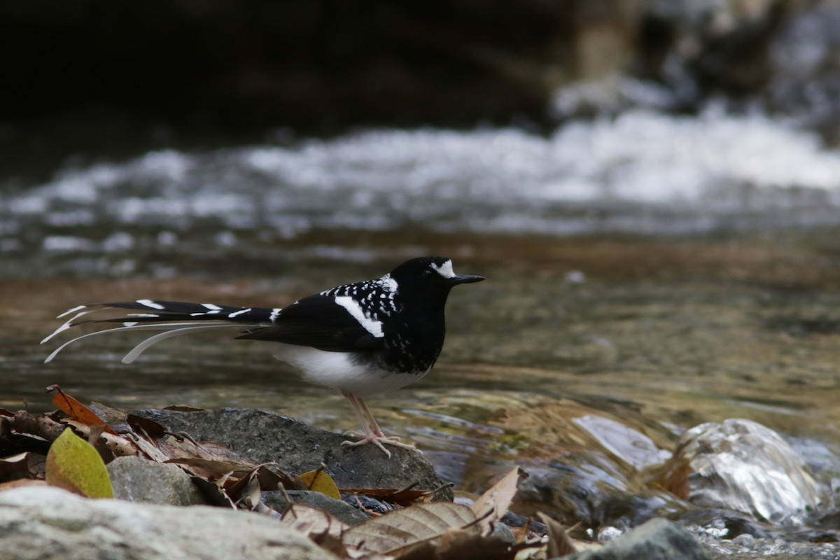 Spotted Forktail - ML616461149