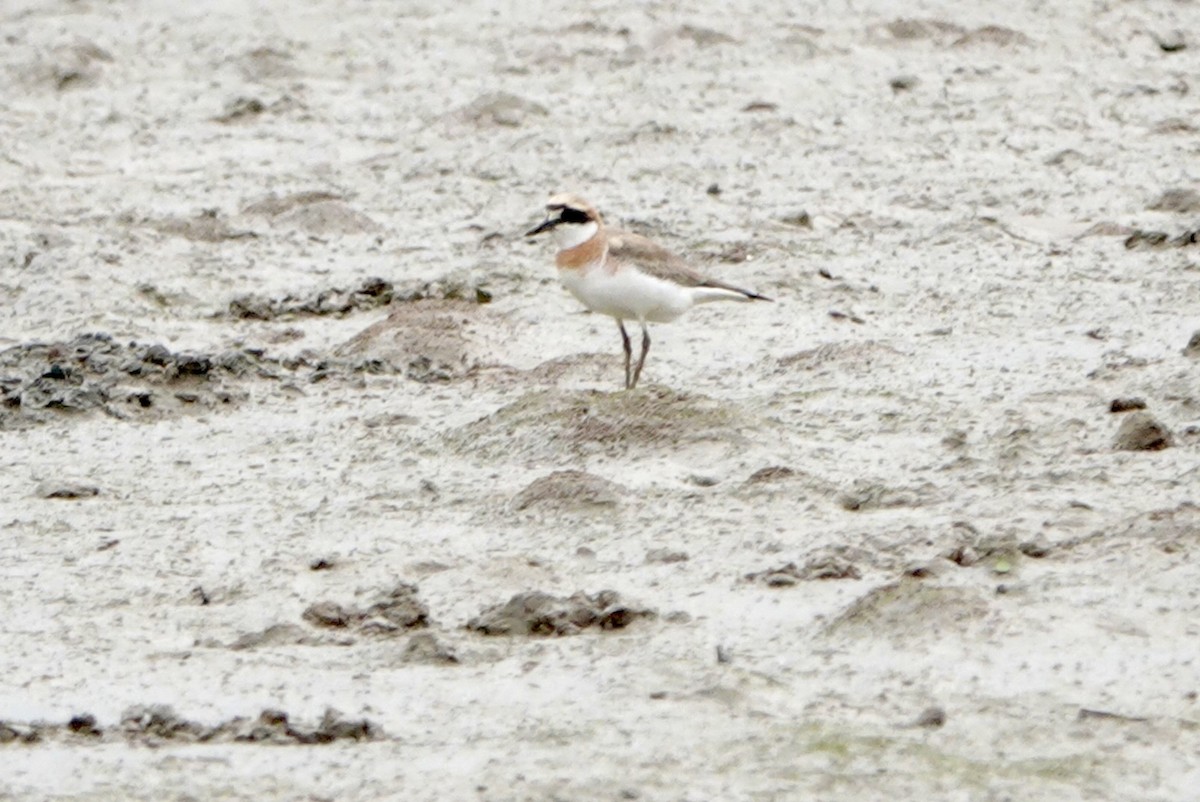 Greater Sand-Plover - Lam Chan
