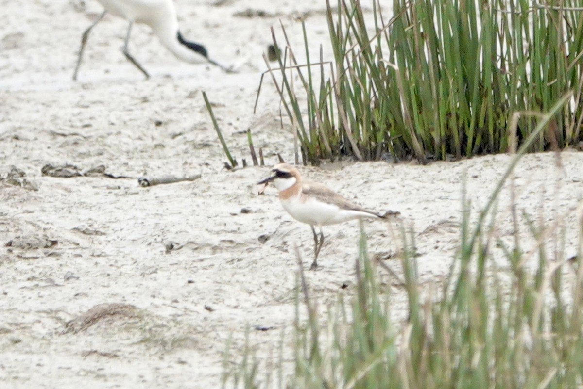 Greater Sand-Plover - Lam Chan