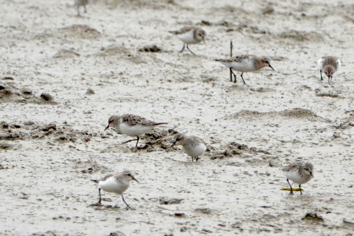 Red-necked Stint - Lam Chan