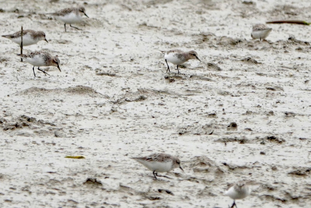 Red-necked Stint - Lam Chan