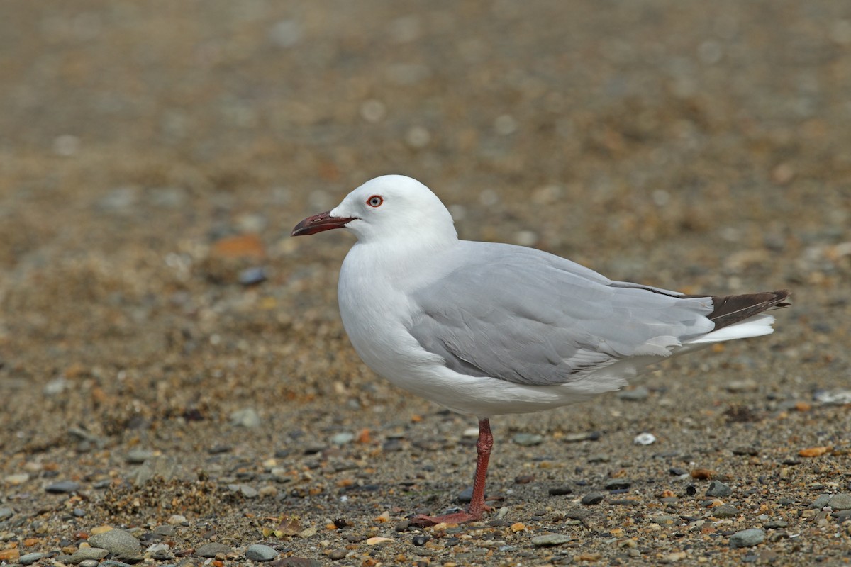 Silver Gull (Red-billed) - Adrian Boyle