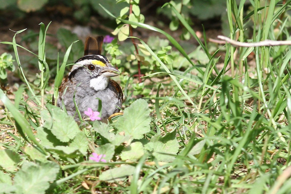 White-throated Sparrow - Alfredo Sánchez Galán